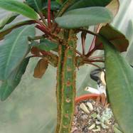 Euphorbia leuconeura Euphorbia (Эуфорбия)