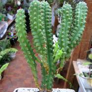 Euphorbia mammillaris Euphorbia (Эуфорбия)