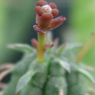 Euphorbia mammillaris (flower) Euphorbia (Эуфорбия)