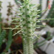 Euphorbia mammillaris var.variegata Euphorbia (Эуфорбия)