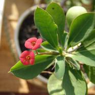 Euphorbia millii Euphorbia (Эуфорбия)