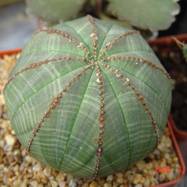 Euphorbia obesa Euphorbia (Эуфорбия)