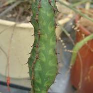 Euphorbia pseudocactus Euphorbia (Эуфорбия)