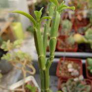 Euphorbia pteroneura Euphorbia (Эуфорбия)
