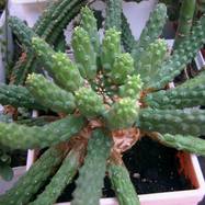 Euphorbia caput-medusae Euphorbia (Эуфорбия)
