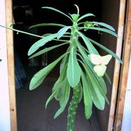 Euphorbia sp. Euphorbia (Эуфорбия)