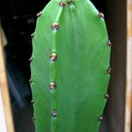 Euphorbia neglecta Euphorbia (Эуфорбия)