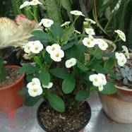 Euphorbia sp. Euphorbia (Эуфорбия)