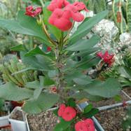 Euphorbia sp Euphorbia (Эуфорбия)