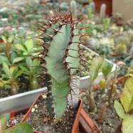 Euphorbia sp. Pavelka 1302 Euphorbia (Эуфорбия)