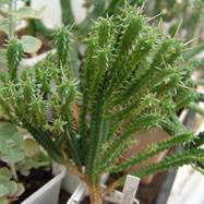 Euphorbia submammillaris Euphorbia (Эуфорбия)