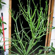 Euphorbia tirucalli Euphorbia (Эуфорбия)