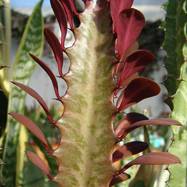 Euphorbia trigona var.rubra Euphorbia (Эуфорбия)
