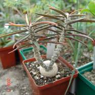 Euphorbia wakingiae Euphorbia (Эуфорбия)