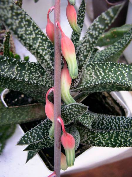 Гастерия (Gasteria)