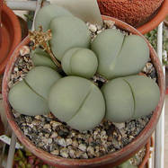 Gibbaeum heathii GLOTTYPHYLLUM (ГЛОТТИФИЛЛУМ)