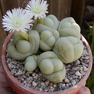 Gibbaeum heathii GLOTTYPHYLLUM (ГЛОТТИФИЛЛУМ)