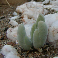 Gibbaeum pubescens GLOTTYPHYLLUM (ГЛОТТИФИЛЛУМ)