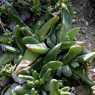 Gibbaeum velutinum GLOTTYPHYLLUM (ГЛОТТИФИЛЛУМ)