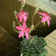 Graptopetalum bellum Graptopetalum (Граптопеталум)