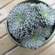Graptopetalum filiferum Graptopetalum (Граптопеталум)