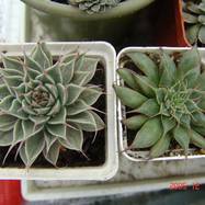 Graptopetalum 'Silver Star' Graptopetalum (Граптопеталум)
