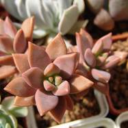 Graptoveria gilva Graptoveria (Граптоверия)