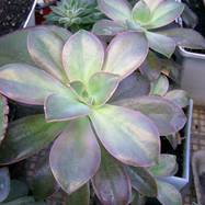 Graptoveria sp. Graptoveria (Граптоверия)
