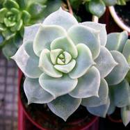 Graptoveria titubans Graptoveria (Граптоверия)
