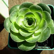 Greenovia aurea Greenovia (Гриновия)