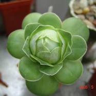Greenovia aurea Greenovia (Гриновия)