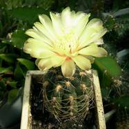 Gymnocalycium andreae  Gymnocalycium