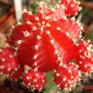 Gymnocalycium michanovichii f.rubra  Gymnocalycium