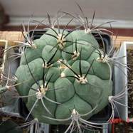 Gymnocalycium saglione Gymnocalycium