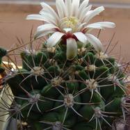 Gymnocalycium zegarrae  Gymnocalycium