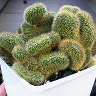 Hildewintera aureispina f.cristata  Hildewintera