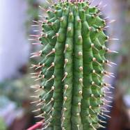 Hoodia gordonii HOODIA (ГУДИЯ)