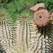 Hoodia juttae HOODIA (ГУДИЯ)