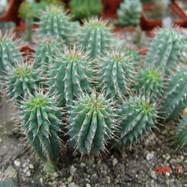 Hoodia parviflora HOODIA (ГУДИЯ)