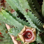 Huernia guttata Huernia (Гуэрния)