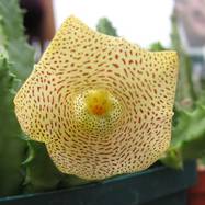 Huernia hallii Huernia (Гуэрния)