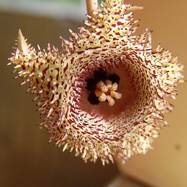 Huernia hystrix Huernia (Гуэрния)