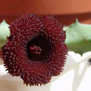 Huernia hystrix ES 3577 Huernia (Гуэрния)
