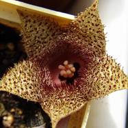 Huernia hystrix var.parvulum Huernia (Гуэрния)