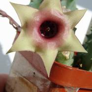 Huernia insigniflora C. A. Maass Huernia (Гуэрния)