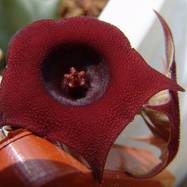 Huernia sp. Huernia (Гуэрния)