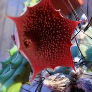 Huernia keniensis Huernia (Гуэрния)