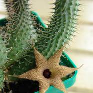 Huernia pillansii Huernia (Гуэрния)