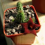 Huernia hybrid 'Cocklebur' (H.pillansii x H.penzigii) Huernia (Гуэрния)