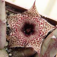 Huernia recondita Huernia (Гуэрния)
